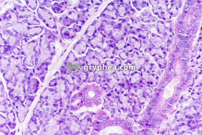 Glande salivaire mammifère x100 - gryphea.org